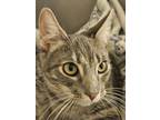 Adopt Luna - Bonded with Diana a Tabby, Abyssinian