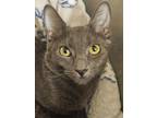 Adopt Diana - Bonded Luna a Russian Blue, Domestic Short Hair