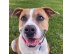 Adopt Martha a Pit Bull Terrier