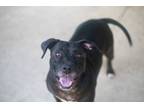 Adopt Molly a Pit Bull Terrier, Mixed Breed