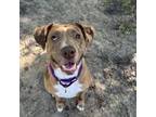 Adopt Jennifer 25865 a Catahoula Leopard Dog, Mixed Breed