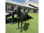 Adopt Mia a Weimaraner