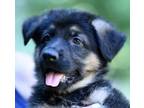 Adopt Gracie (Green Collar) a German Shepherd Dog