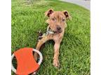 Adopt Latte` a Pit Bull Terrier, Mixed Breed