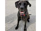 Adopt Moe a Mastiff, Mixed Breed