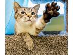 Adopt Cassidy a Siamese