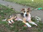 Adopt Blanche a Terrier, Mixed Breed