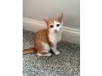 Adopt Penelope a Domestic Short Hair