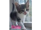 Adopt Molly Malone a Domestic Short Hair