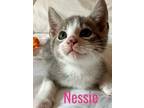 Adopt Nessie a Domestic Short Hair