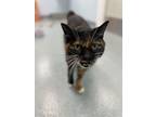 Adopt Zoe a Domestic Short Hair