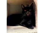 Adopt Tootsie a Domestic Short Hair