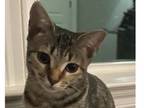 Adopt Clawdia a Domestic Short Hair