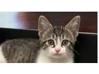 Adopt Lady Bug **ADOPTION PENDING** a Domestic Short Hair