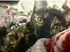 Adopt Mitsy a Domestic Short Hair