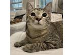 Adopt Francis a Domestic Short Hair
