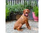 Adopt Candace a Vizsla