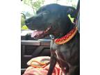 Adopt Chevy a Pit Bull Terrier