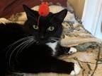 Adopt Baby Kitty a Domestic Short Hair