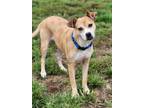 Adopt Inga a Mixed Breed, Pug