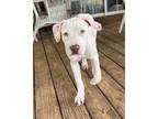 Adopt Dot/Marcy a American Staffordshire Terrier, Mixed Breed
