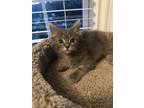 Adopt Little Bit a Tabby, Domestic Long Hair