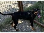 Adopt JAX a Doberman Pinscher, Mixed Breed