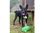 Adopt Star a Labrador Retriever, Terrier