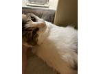 Adopt Cassy a Maine Coon
