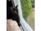 Adopt Poppy a Bombay
