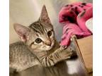 Adopt Stella a Tabby