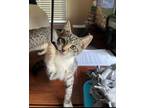 Adopt Aster a Tabby