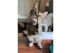 Adopt Daisy a Tabby