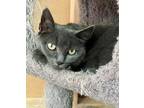 Adopt Abby a Russian Blue