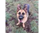 Adopt Dutchess a German Shepherd Dog
