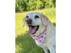 Adopt Revy a Black Labrador Retriever, Mixed Breed