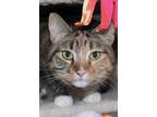 Adopt Marmalade a Domestic Short Hair