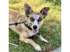 Adopt Freckles - Chino Hills Location a Australian Shepherd