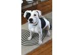 Adopt Dottie a American Staffordshire Terrier