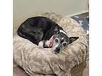 Adopt Karma a Boston Terrier