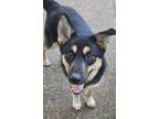 Adopt Minka a German Shepherd Dog, Mixed Breed