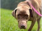 Adopt Sweetheart a Labrador Retriever