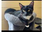 Adopt Sif 21C-0378 a Domestic Long Hair