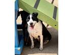 Adopt Aurora 23D-0281 a Terrier