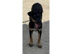 Adopt Dory 23D-0282 a Terrier
