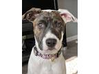 Adopt Daisy Duck pup: Cruella a Mixed Breed
