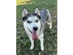 Adopt Elara a Australian Cattle Dog / Blue Heeler, Siberian Husky