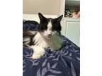Adopt Nina a Maine Coon