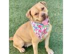 Adopt Zelda a Labrador Retriever, Pit Bull Terrier