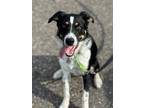 Adopt Loslin a Australian Shepherd